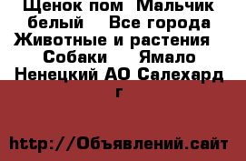 Щенок пом. Мальчик белый  - Все города Животные и растения » Собаки   . Ямало-Ненецкий АО,Салехард г.